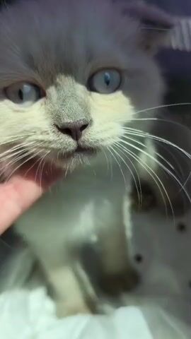 A close-up video shows a person's hand gently stroking the face of a young, fluffy light-colored cat with blue eyes. The cat's fur is a mix of cream and gray. The video appears to be shot in natural daylight, with some shadows falling on the cat's face. The cat is inside a carrier or enclosure, suggested by the blurred background and some metallic or plastic elements. The hand moves from the cat's chin up to its cheek, and the cat's eyes are partially closed, indicating it is relaxed or sleepy. The video captures the tender interaction between the person and the cat.