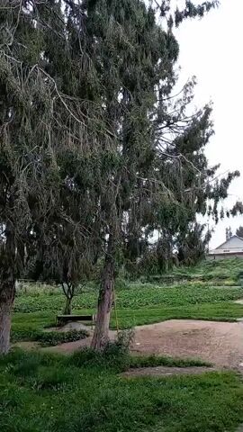 A video captures a view of a large tree in a park-like setting. The tree has a rough, textured trunk and long, draping branches covered in dark green foliage. In the background, there is a grassy area with some patches of dirt and a small wooden bench. Further back, a house with a brown roof is visible on a gentle slope, surrounded by greenery and some small structures that appear to be fences or trellises. The sky is overcast, with a pale, diffused light. The camera appears to be stationary, focusing on the tree and the surrounding environment.