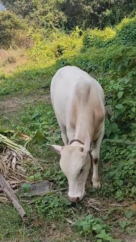 A pale cow is grazing in a grassy field. A pile of dead banana leaves and other debris is visible to the cow's left. Further back and to the left of the cow are three white birds, likely egrets. One of them takes flight. The background shows a slope covered in dense, green vegetation.