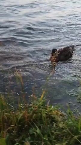 The video captures a close-up, slightly shaky view of a body of water, likely a lake or pond, with a bank of grass and reeds in the foreground. Two ducks are visible in the water near the bank. One duck is predominantly in frame, a brown and speckled mallard, dipping its head into the water, presumably foraging. The second duck is partially visible to the left of the frame, also near the water's edge. The water is rippled, suggesting a slight breeze or movement from the ducks. The lighting indicates it is daytime, likely overcast or early morning/late evening based on the subdued light. There are no people or other animals visible. The focus is on the ducks and their immediate environment.