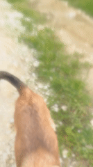 Dog walk captured in rural Bulgaria countryside morning