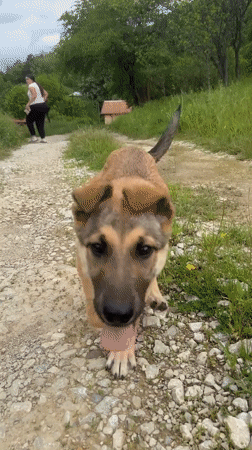 Dog walk captured in rural Bulgaria countryside morning