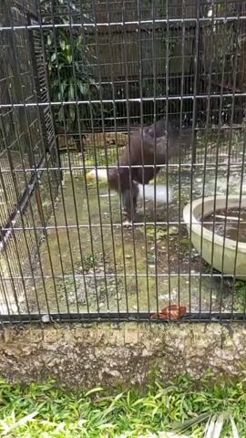 A bird with dark brown and white plumage is in a cage. The bird is shaking its body, causing water to spray around it. The cage has black metal bars and a concrete floor. There is a large white bowl filled with water to the right of the bird. Green grass and foliage are visible outside the cage. The video is shaky.
