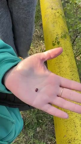 A woman holds a small, dead, dark-brown insect in her hand. The camera then pans up and to the right to show a yellow pipe running along the edge of a stream or small river, where the water's surface reflects the sky and surrounding trees.