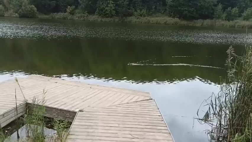 A duck swims in a body of water. A wooden dock is in the foreground. The water is green and reflects the trees on the opposite bank. The sky is cloudy.