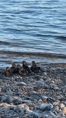 Mother duck leads ducklings along rocky Krasnoyarsk rivershore