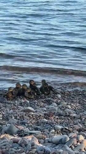 Mother duck leads ducklings along rocky Krasnoyarsk rivershore