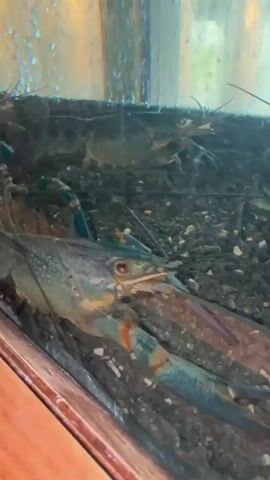 The video shows several large crustaceans, likely crawfish or lobsters, in an aquarium. The crustaceans have dark exoskeletons, red eyes, and prominent claws. They are resting on a dark, gravelly substrate. The water in the aquarium appears to have many small bubbles, suggesting aeration. The foreground shows the edge of the aquarium, which has a wooden frame. The lighting is dim, and the focus is on the crustaceans.
