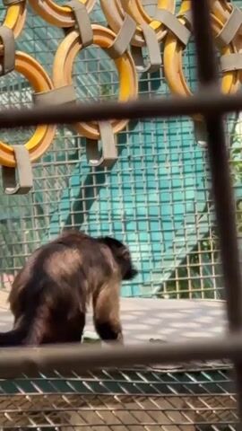 A medium shot video shows a capuchin monkey sitting on a platform. The monkey is facing away from the camera and appears to be eating. In the background, a green fence is visible, and above that, a row of yellow rings hang from gray brackets. The video appears to be taken through a cage, with some of the bars of the cage visible in the foreground.