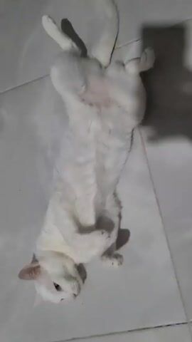 The video shows a white cat lying on its back on a tiled floor. The cat is rolling around and meowing. The lighting is somewhat dim, and there is a shadow on the right side of the frame. The cat appears to be the only animal or person in the video.