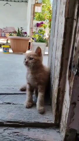 A very small, orange kitten is sitting on a wooden floor in what appears to be an outdoor covered area or porch. The kitten is leaning against a weathered wooden doorframe. In the background, there are potted plants, some garden elements, and what looks like a white tarp or covering overhead. The kitten looks towards the camera. The video captures the kitten making sounds, opening its mouth wide as if meowing or yawning. The lighting suggests it is daytime, with natural light illuminating the scene.