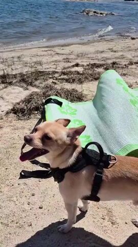 A small tan dog with a black harness stands on a sandy beach near the water. The dog is looking to the left of the frame with its mouth open. In the background, the water is blue, and there is some vegetation on the sand. A green object, possibly a mat or towel, is behind the dog. The sun is shining, casting shadows.