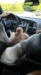 Driver captured on video in Audi in Montenegro