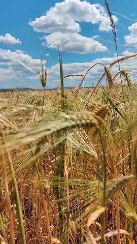 This is a vertical video clip of a wheat field under a bright blue sky with fluffy white clouds. The camera is positioned low, focusing on the stalks of wheat in the foreground, some of which are green and others are golden brown, suggesting the field is in the process of ripening. The wheat stalks are swaying gently, creating a sense of movement and natural beauty.

The scene is set in a rural landscape, likely a farmland, with a vast expanse of wheat stretching towards the horizon. The sunlight suggests it is daytime, possibly late morning or early afternoon, given the brightness and the presence of distinct shadows. The weather appears to be fair and warm, with a clear sky and scattered clouds.

The focus is entirely on the natural environment, with no people or man-made objects visible in the immediate foreground or midground. The distant background is slightly blurred but appears to be more of the same wheat field or possibly a line of trees or a gentle hill.

The video evokes a sense of peace and tranquility, capturing the essence of a summer day in the countryside. There is no discernible activity taking place other than the natural growth and gentle movement of the wheat. The overall impression is one of natural abundance and the beauty of agricultural landscapes. No text is visible in the clip.