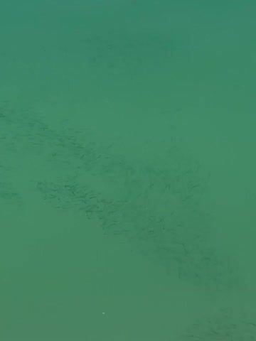 The video shows a school of small fish swimming in clear green water. The fish are dark and appear as small dots. They are swimming in a scattered formation, moving in a consistent direction across the frame. The water is calm and there are no other objects or people visible in the scene.