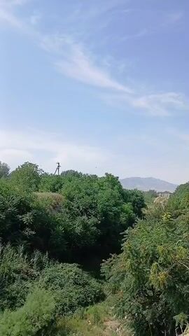 A scenic aerial shot captures a lush green valley under a clear blue sky. Tall trees with dense foliage dominate the landscape, their branches reaching towards the sky. In the distance, hazy mountains provide a majestic backdrop to the verdant scene. A solitary utility pole stands tall amidst the greenery, hinting at human presence in the otherwise natural setting. The sun shines brightly, casting a warm glow on the landscape.
