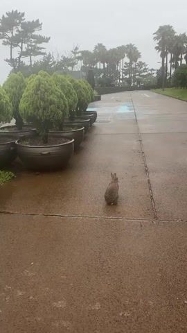 The video captures a rabbit in a paved area next to a line of potted trees. The rabbit is facing away from the camera, but its head is turned slightly to the side. The ground is wet, suggesting it may have been raining. In the background, there are more trees, including palm trees, and a cloudy sky. There are some chalk drawings on the pavement in the distance.