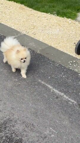 A small, fluffy, light-brown and white Pomeranian dog is seen on an asphalt surface. A black trash can with wheels is visible in the background, along with a gravel-covered area. The dog is initially facing a person in a dark jacket, then turns and walks away from the camera. The dog barks once and then walks across the asphalt, looking around.