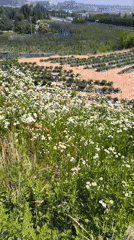 Rural farming scenes and anime imagery documented in Asan-si