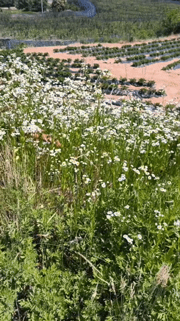 Rural farming scenes and anime imagery documented in Asan-si