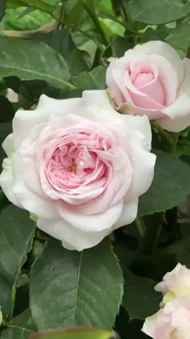 The video shows a close-up view of pink and white roses blooming on a rose bush. The camera pans slightly upwards and outwards, revealing more of the bush with numerous roses in various stages of bloom and many green leaves. The lighting suggests it is daytime, possibly overcast or in shade, as the colors are soft and there are no harsh shadows. The overall impression is of a lush garden setting.