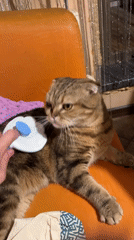 Scottish Fold tabby gets a grooming session in Lyubertsy
