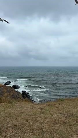 A video shows a cloudy day at the ocean. There are waves crashing on rocks near the shore. Several seagulls are flying in the sky and near the water. The shore is covered in dry grass.