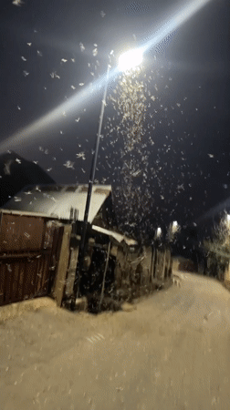 Moths swarm street lamp in Jos alleyway