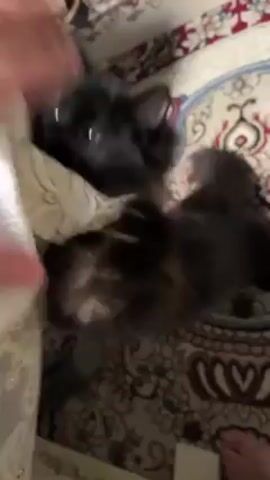 The video shows a black cat playfully batting at a white and gold lace dress. A person's hand comes into the frame, seemingly teasing the cat with the fabric. The cat, lying on a patterned rug, bites and claws at the dress while the person's hand moves it around.