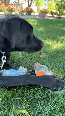 A black dog lies on green grass in front of a building with red flowers. The dog's head is turned to the right and it licks its nose. Next to the dog are plastic wrappers and a clear bottle with an orange cap.