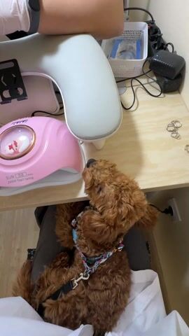 Here is a detailed description of the video.

A curly-haired, brown dog with a black nose lies on someone’s lap under a desk. The dog is wearing a colorful harness. A white sheet or cloth is draped over the person’s lap. The camera is positioned overhead, looking down at the dog. The desk above is light brown wood. On the desk is a pink nail lamp labeled “SUN S8 Pro 280W Nail Lamp,” a larger white lamp with a u-shaped arm, a white basket, a black power adapter, and a few silver rings. A hand wearing a white glove is partially visible in the upper left corner. The sound of an electric nail file is audible.