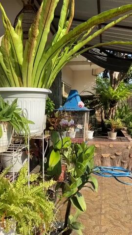 A video shows an outdoor area with various plants. A large bird of paradise plant is in a white pot on a white stand in the foreground. To the right of it, a birdcage with a blue roof sits on the ground, decorated with pink flowers. Behind the birdcage, a small rock waterfall flows into a pool. A blue hose lies coiled on the ground to the right of the waterfall feature. The area is paved with brown tiles. Sunlight streams in from the right, casting shadows.