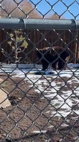The video shows a brown bear in an enclosure surrounded by a chain-link fence. Patches of snow are visible on the ground. The bear walks slowly across the enclosure from right to left. The background includes a wooden fence and bare trees against a blue sky. There are other items inside the enclosure, including a small tree, rocks, and a log. Someone is speaking in the background, saying something in Spanish, which translates to “black bear,” then “looks brown.”