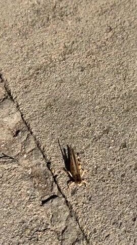 This is a close-up video of a grasshopper on a textured surface, likely concrete or asphalt. The grasshopper is light brown with darker markings on its wings and legs. It is facing downwards, with its head and antennae clearly visible. The video zooms in progressively, offering a more detailed view of the insect's anatomy. The lighting suggests it is daytime, and a shadow of the grasshopper is cast on the surface to its left.