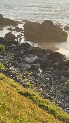A video captured from a grassy hillside overlooking a rocky coastline. Several people are visible near the water, some standing on the rocks and others near the shoreline. The ocean appears calm with small waves gently lapping against the rocks. The lighting suggests it is either early morning or late afternoon, with the sun casting a warm glow. The foreground is dominated by lush green grass with hints of yellow and red wildflowers. The background shows the vast expanse of the ocean meeting the horizon. The overall scene depicts a peaceful coastal environment with human presence.