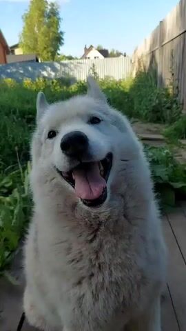 This is a short video clip featuring a light-colored dog, possibly a husky or wolfdog, sitting on a wooden deck. The dog is panting with its tongue out. The background shows a residential yard with green grass and some foliage. In the distance, there's a fence, part of a building, and trees. The lighting suggests it is daytime, likely late afternoon or early evening due to the warm, soft sunlight. The overall setting appears to be a rural or suburban outdoor space. There is no visible text in the clip.