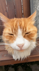Person shares french fries moment with street cat in Bansko