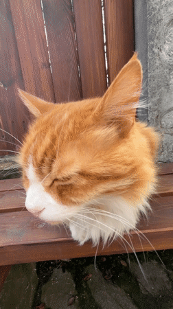 Person shares french fries moment with street cat in Bansko