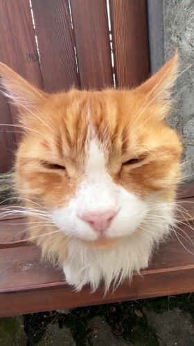 Person shares french fries moment with street cat in Bansko
