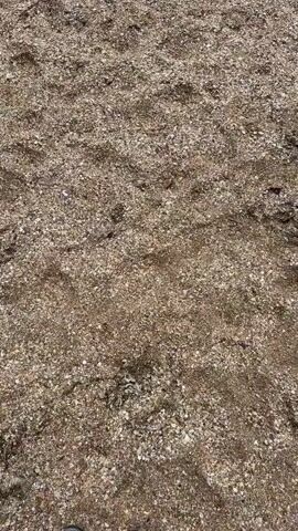 The camera rises to show a view of a beach of small shells next to a body of water. The water appears dark green and has small waves breaking on the shore. The sky is blue with a few scattered clouds. The image is static and contains no identifiable people or interactions.
