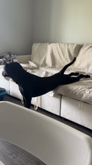 Black dog fully committed to couch life in Wheeling home