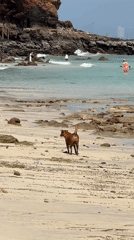Brown dog enjoys morning beach time in Pattaya