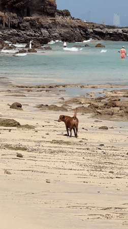Brown dog enjoys morning beach time in Pattaya