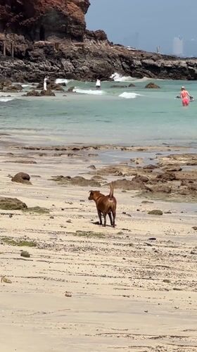 Brown dog enjoys morning beach time in Pattaya