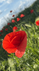 Red poppy field captured under blue sky