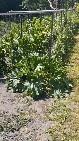 The media file shows an outdoor scene of a garden, likely in Plakhtianka, Ukraine. The subjects are plants, specifically corn and zucchini, which are lush and in various stages of growth. The corn stalks are tall and green, with large leaves. The zucchini plants are sprawling, with broad, textured leaves and some yellow flowers visible. The setting is a garden bed with loose soil and dry grass surrounding it. A metal trellis structure with strings is visible, presumably for supporting climbing plants.

The activity taking place is the growth and cultivation of vegetables in a garden. It appears to be a sunny day, as indicated by the bright lighting and shadows. The weather seems warm, conducive to plant growth. The overall impression is one of a thriving home garden in a rural or semi-rural environment. There are no people visible in the frame. No text is visible in the media file.