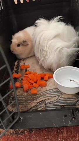 A fluffy guinea pig with white long fur and a light brown head sits inside a dark pet carrier. Chopped orange carrots are scattered on a striped cloth on the floor of the carrier, next to a small, empty-looking white bowl. The guinea pig remains mostly still, occasionally shifting slightly, and appears calm. Vertical bars of the carrier are visible in the foreground on the left.