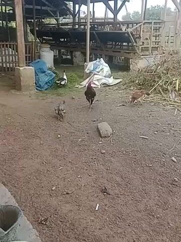 A rooster walks on a dirt ground in front of a barn. A smaller chicken walks to the left of the rooster. A duck walks on grass in the background. A brown chicken pecks at the ground to the right of the rooster. The barn has wooden structures and a metal roof. Bags of feed and a metal container are visible near the barn. Hay or straw is piled up to the right of the barn. The ground is mostly dirt with some patches of grass and rocks.