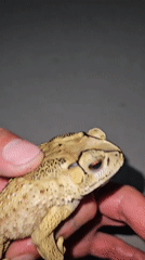 Spotted toad photographed and handled in Cam Đức, Vietnam