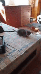 Inside a busy multi-cat home in Belgorod, Russia
